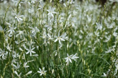 Engblomst Anthericum liliago 5-10 potte P9 Anthericum liliago