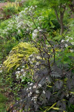 Vild kørvel Anthriscus sylvestris 'Ravenswing' 5-10 potte P9 Anthriscus sylvestris 'Ravenswing'