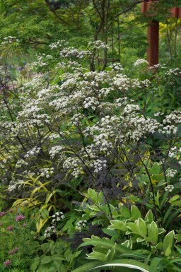 Vild kørvel Anthriscus sylvestris 'Ravenswing' 5-10 potte P9 Anthriscus sylvestris 'Ravenswing'