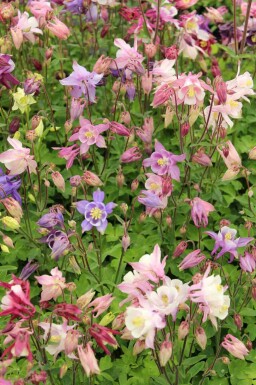 Akeleje Aquilegia caerulea 'Biedermeier' 5-10 potte P9 Aquilegia caerulea 'Biedermeier'