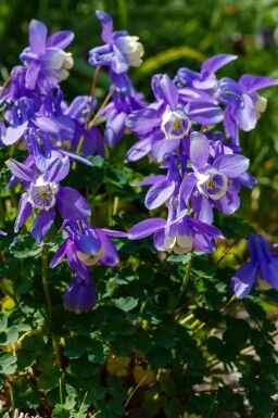 Akeleje Aquilegia caerulea 5-10 potte P9 Aquilegia caerulea