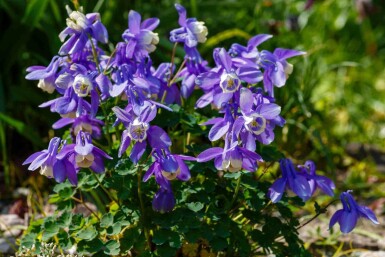 Akeleje Aquilegia caerulea 5-10 potte P9 Aquilegia caerulea
