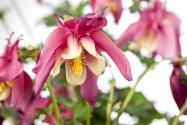 Akeleje Aquilegia caerulea 'Crimson Star' 5-10 potte P9 Aquilegia caerulea 'Crimson Star'
