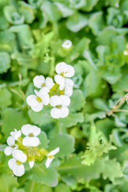 Stenbræk Arabis caucasica 5-10 potte P9 Arabis caucasica