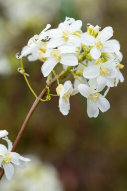 Hvid arabette Arabis procurrens 5-10 potte P9 Arabis procurrens