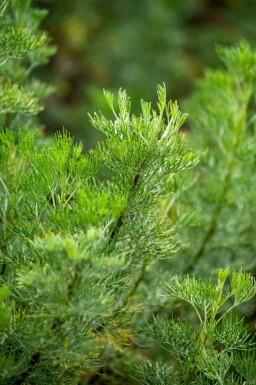 Druemunke Artemisia abrotanum 5-10 potte P9 Artemisia abrotanum