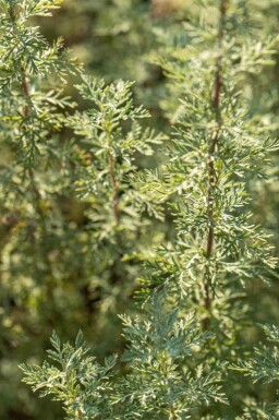 Malurt Artemisia absinthium 5-10 potte P9 Artemisia absinthium