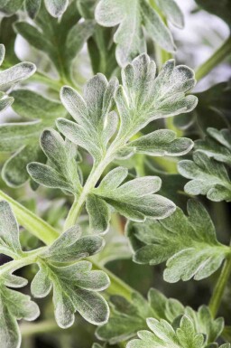 Malurt Artemisia absinthium 5-10 potte P9 Artemisia absinthium