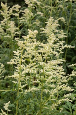 Hvidblomstret bynke Artemisia lactiflora 5-10 potte P9 Artemisia lactiflora