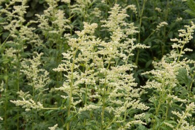 Hvidblomstret bynke Artemisia lactiflora 5-10 potte P9 Artemisia lactiflora