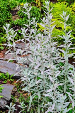 Sølvbynke Artemisia ludoviciana 'Silver Queen' 5-10 potte P9 Artemisia ludoviciana 'Silver Queen'