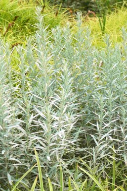 Sølvbynke Artemisia ludoviciana 'Silver Queen' 5-10 potte P9 Artemisia ludoviciana 'Silver Queen'