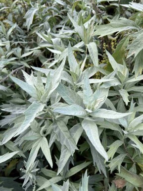 Hvid bynke Artemisia ludoviciana 'Valerie Finnis' 5-10 potte P9 Artemisia ludoviciana 'Valerie Finnis'