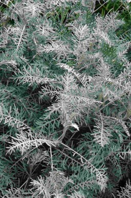 Malurtbusk Artemisia arborescens 'Powis Castle' 5-10 potte P9 Artemisia arborescens 'Powis Castle'