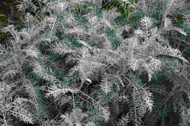 Malurtbusk Artemisia arborescens 'Powis Castle' 5-10 potte P9 Artemisia arborescens 'Powis Castle'