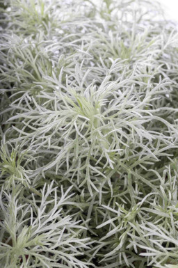 Bynke Artemisia schmidtiana 'Nana' 5-10 potte P9 Artemisia schmidtiana 'Nana'