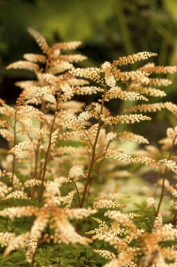 Fjerbusk Aruncus aethusifolius 5-10 potte P9 Aruncus aethusifolius