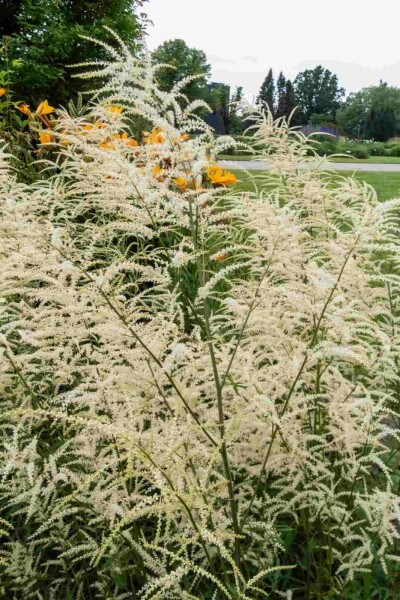 Fjerbusk Aruncus dioicus 'Kneiffii' 5-10 potte P9 Aruncus dioicus 'Kneiffii'