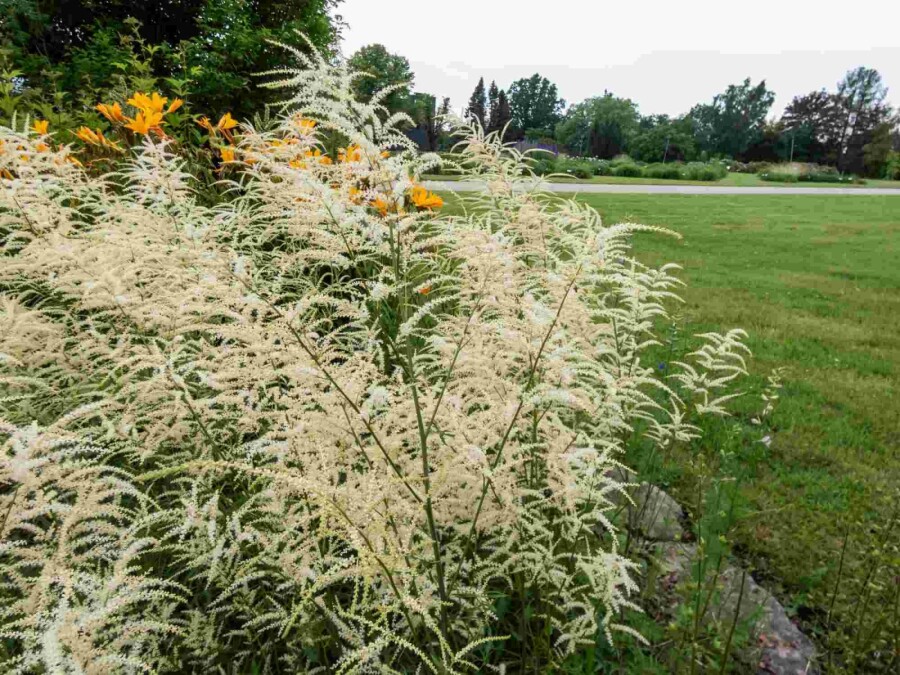 Fjerbusk Aruncus dioicus 'Kneiffii' 5-10 potte P9 Aruncus dioicus 'Kneiffii'