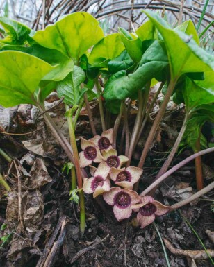 Kinesisk ingefær Asarum splendens 5-10 potte P9 Asarum splendens