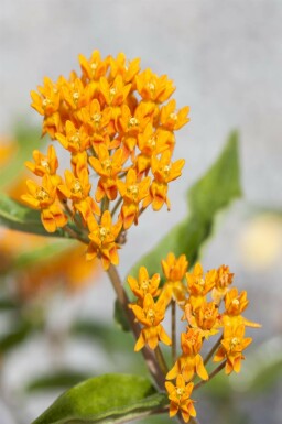 Sommerfugleblomst Asclepias tuberosa 5-10 potte P9 Asclepias tuberosa