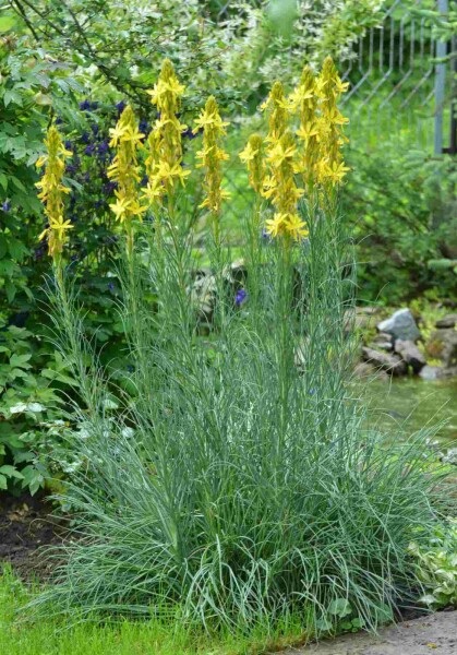 Gul asfodel Asphodeline lutea 5-10 potte P9 Asphodeline lutea