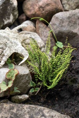 Hjortetunge Asplenium trichomanes 5-10 potte P9 Asplenium trichomanes
