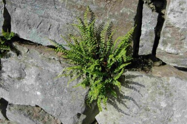 Hjortetunge Asplenium trichomanes 5-10 potte P9 Asplenium trichomanes