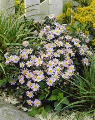 Japansk asters Aster ageratoides 'Stardust' 5-10 potte P9 Aster ageratoides 'Stardust'