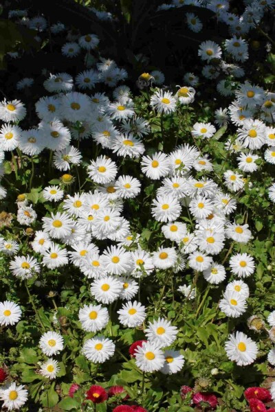 Aster ageratoides 'Starshine'
