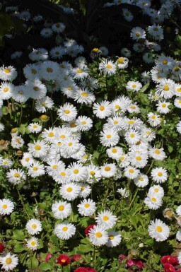 Aster ageratoides 'Starshine'