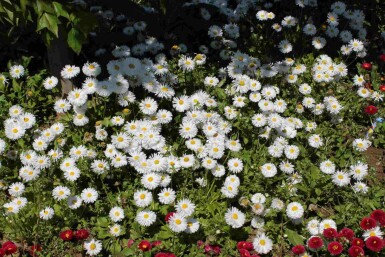 Høstasters Aster ageratoides 'Starshine' 5-10 potte P9 Aster ageratoides 'Starshine'