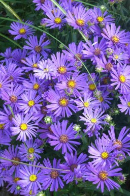 Almindelig aster Aster amellus 'Rudolf Goethe' 5-10 potte P9 Aster amellus 'Rudolf Goethe'