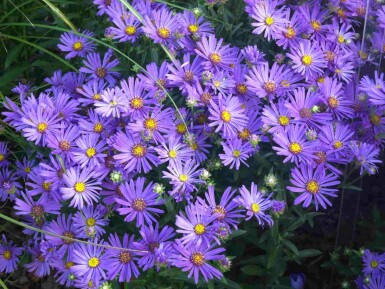 Almindelig aster Aster amellus 'Rudolf Goethe' 5-10 potte P9 Aster amellus 'Rudolf Goethe'
