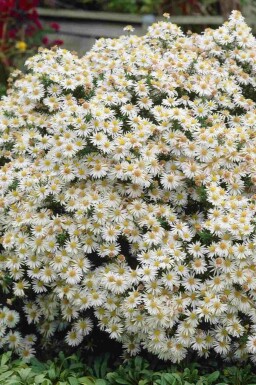 Buskasters Aster dumosus 'Apollo' 5-10 potte P9 Aster dumosus 'Apollo'