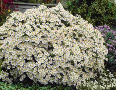 Buskasters Aster dumosus 'Apollo' 5-10 potte P9 Aster dumosus 'Apollo'