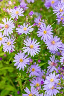 Skovasters Aster cordifolius 'Little Carlow' 5-10 potte P9 Aster cordifolius 'Little Carlow'