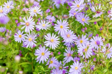 Skovasters Aster cordifolius 'Little Carlow' 5-10 potte P9 Aster cordifolius 'Little Carlow'