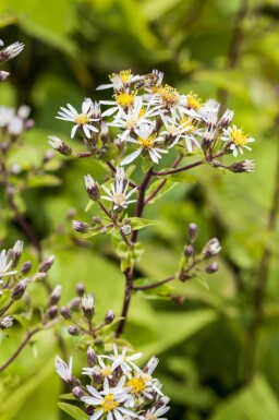 Hvidstråleasters Aster divaricatus 5-10 potte P9 Aster divaricatus
