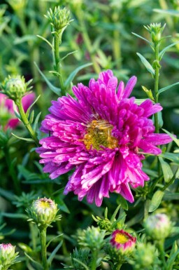 Buskasters Aster dumosus 'Jenny' 5-10 potte P9 Aster dumosus 'Jenny'