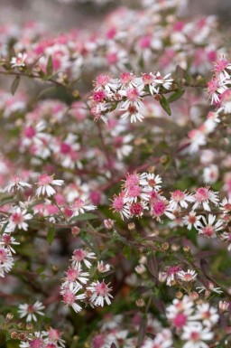 Asters Aster lateriflorus 'Lady in Black' 5-10 potte P9 Aster lateriflorus 'Lady in Black'