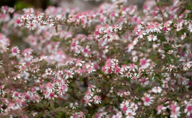 Asters Aster lateriflorus 'Lady in Black' 5-10 potte P9 Aster lateriflorus 'Lady in Black'