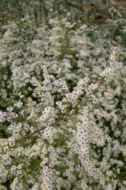 Høstasters Aster pringlei 'Monte Cassino' 5-10 potte P9 Aster pringlei 'Monte Cassino'