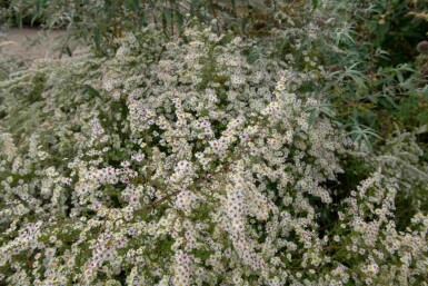 Høstasters Aster pringlei 'Monte Cassino' 5-10 potte P9 Aster pringlei 'Monte Cassino'