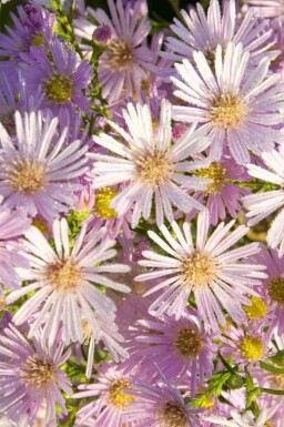 Lyserød aster Aster pringlei 'Pink Star' 5-10 potte P9 Aster pringlei 'Pink Star'