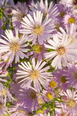 Lyserød aster Aster pringlei 'Pink Star' 5-10 potte P9 Aster pringlei 'Pink Star'