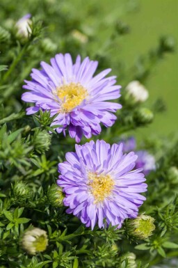 Høstasters Aster dumosus 'Professor Anton Kippenberg' 5-10 potte P9 Aster dumosus 'Professor Anton Kippenberg'
