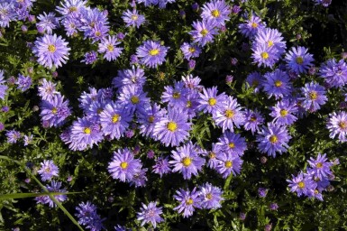 Høstasters Aster dumosus 'Professor Anton Kippenberg' 5-10 potte P9 Aster dumosus 'Professor Anton Kippenberg'