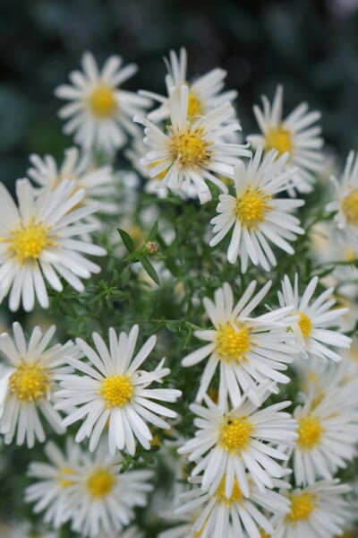 Pudeasters Aster dumosus 'Schneekissen' 5-10 potte P9 Aster dumosus 'Schneekissen'