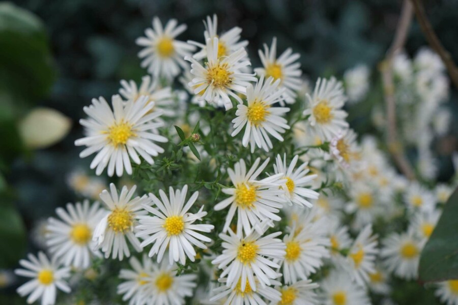 Pudeasters Aster dumosus 'Schneekissen' 5-10 potte P9 Aster dumosus 'Schneekissen'